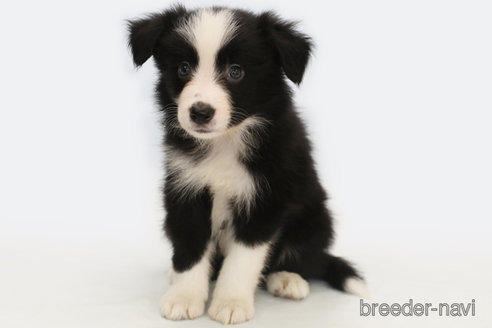 成約済の神奈川県のボーダーコリー-327517の1枚目